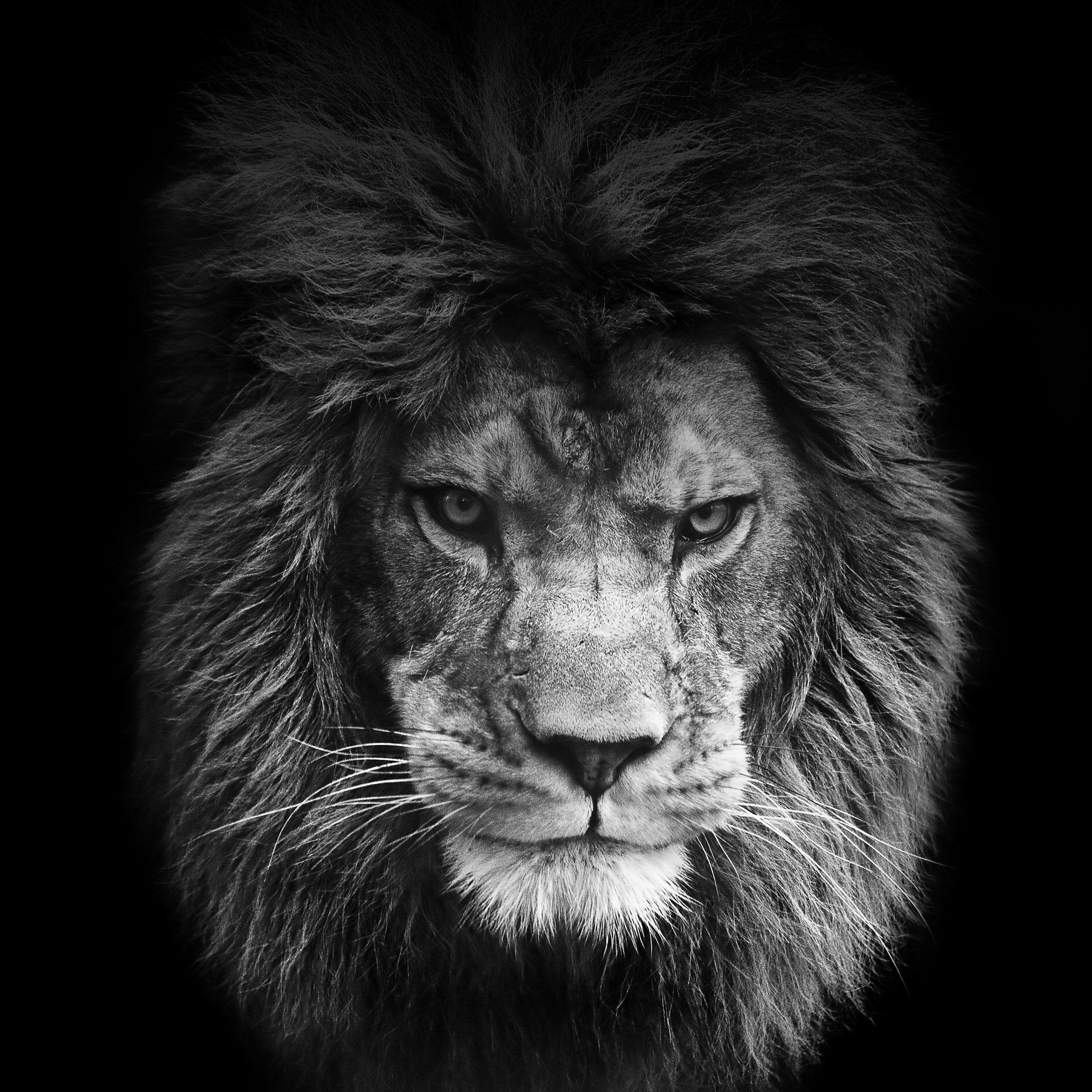 What Does 'Conquer Your Lion' Mean?
